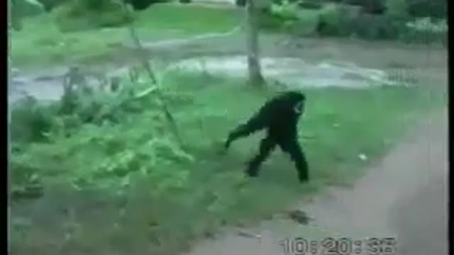 Very funny monkey with playing dog