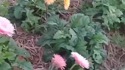 Gerbera