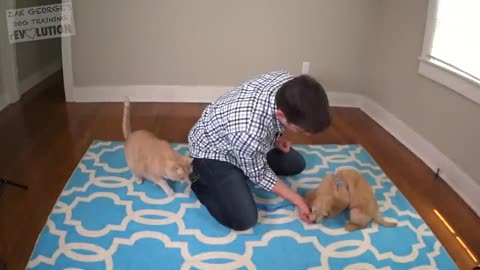 3 Easy Things to Teach your NEW PUPPY!