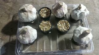 Propagating Store Bought Garlic Test