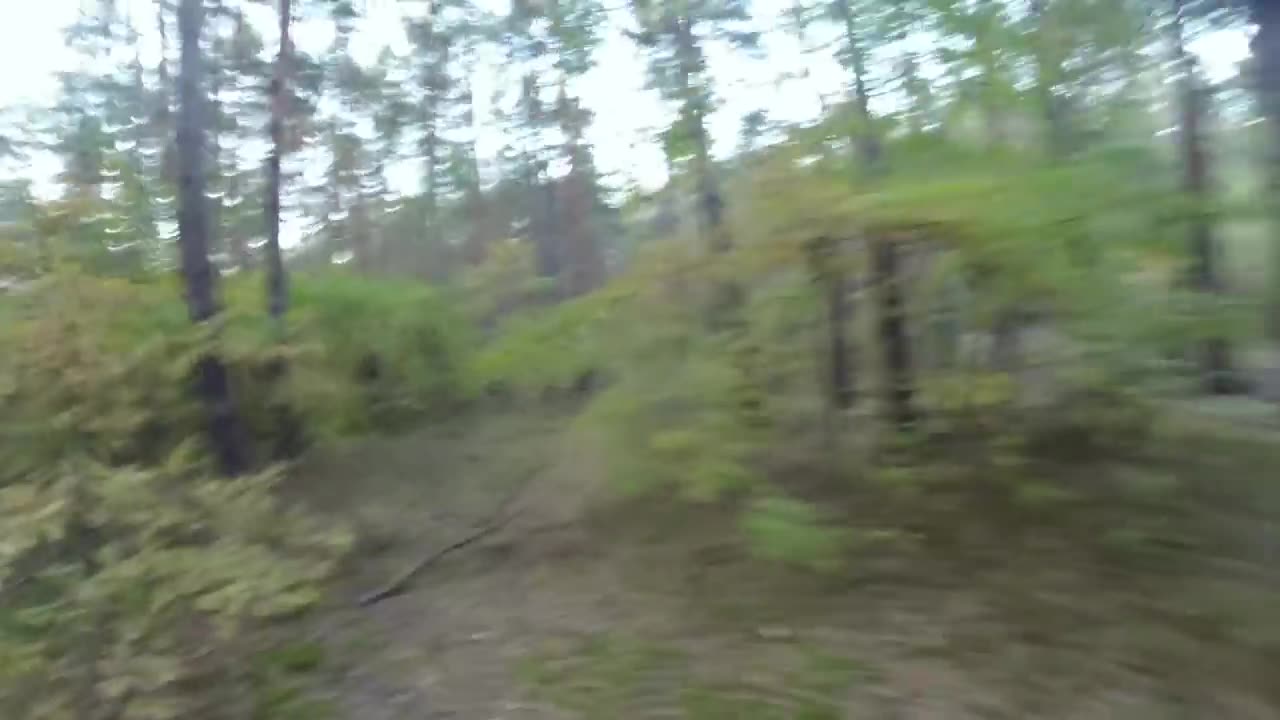 Bear attack, Man is trying to run away from attacking