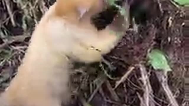 Woman raises baby anteater to go back to the wild 💚