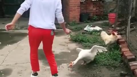 Funny Animal Videos. Try not to laugh!