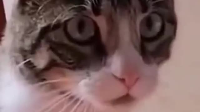 funny cat video compilation, the last one😂😂😂