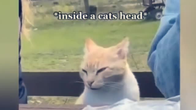 The cat calculate on head that what's happening here with family