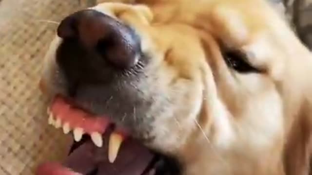 I Love Pets - Funny Pets Video Clips #Funny Pets