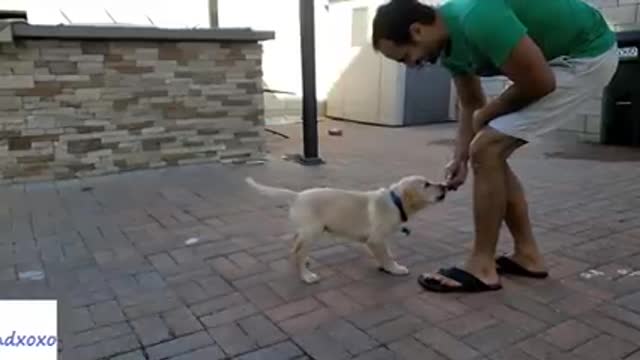 How to train dog in a playway manner