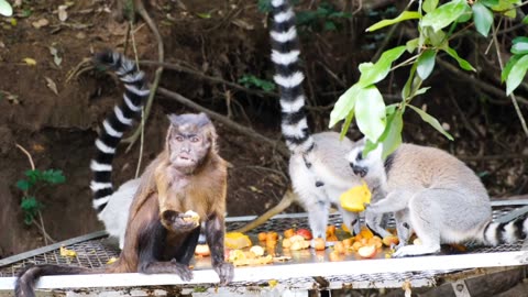 Eating some foods with buddy friends