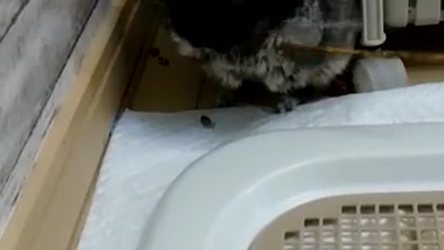 My friend Rat 🐀 is eating