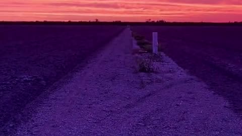 lavender flower language