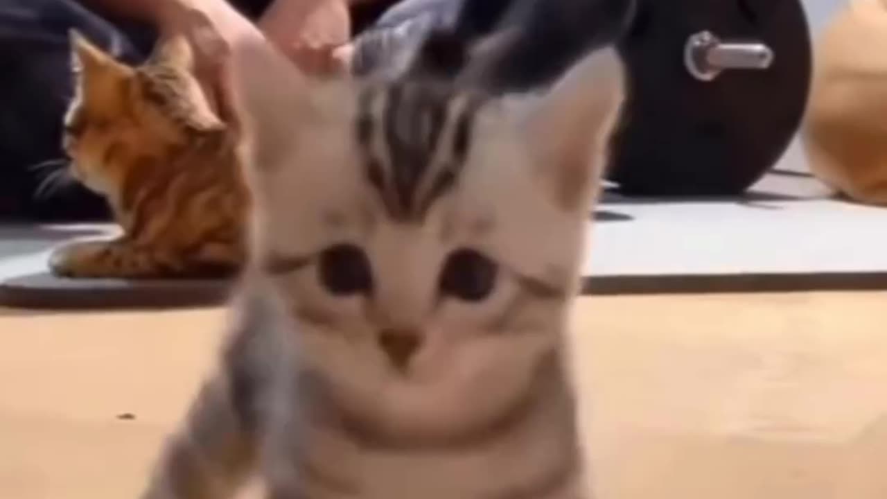 Cats running ❌ Cats Drifting ✅