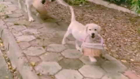 Funny dogs Gigantic Fluffy Poodle Dogs Love Being Carried Everywhere 2021