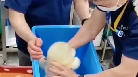 CUTE FLUFFY LITTLE FLIPPER
