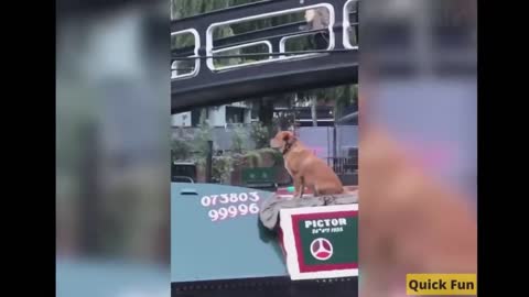 Dogs and Cats, Baby Pets Funny Videos