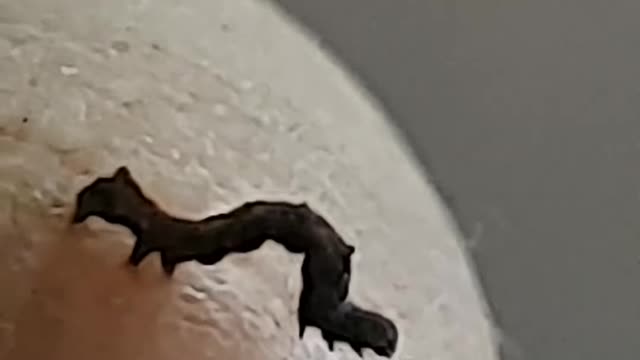 Smol caterpillar 🥺 (10X ZOOM)