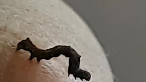 Smol caterpillar 🥺 (10X ZOOM)