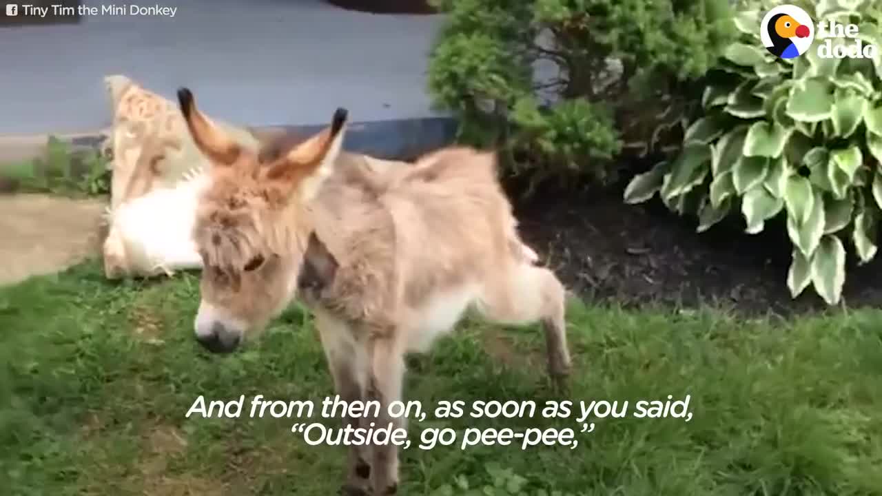 Tiny Donkey Thinks He's Actually A Dog | The Dodo