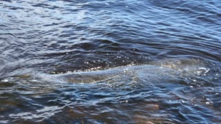 Cape Coral Manatee