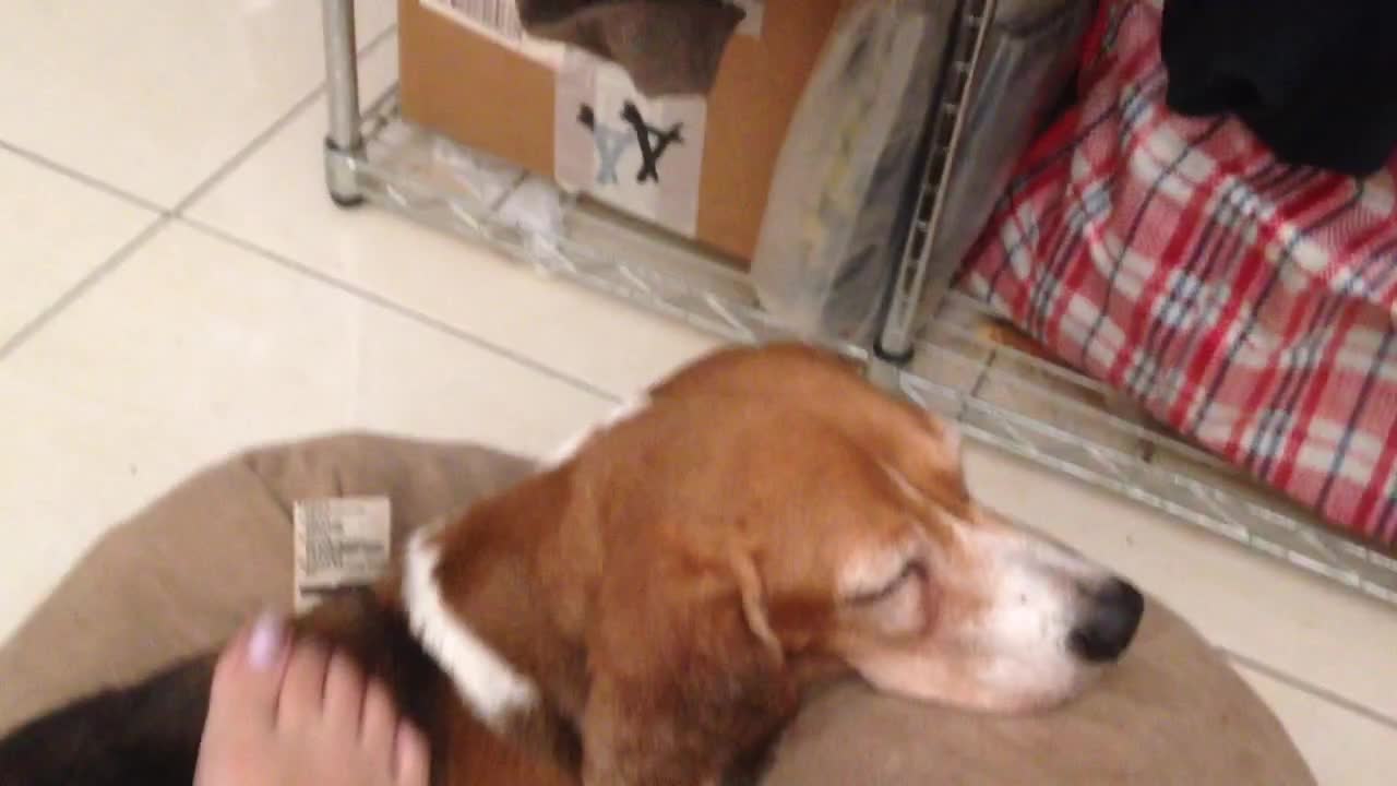 Massaging brown dog with feed while it lays on brown beanbag