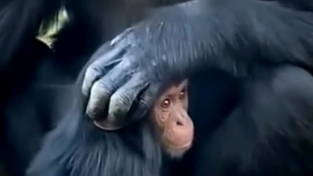 Sweet chimpanzee family