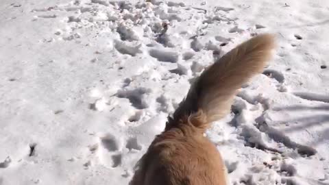 Golden retriever catching snow and eating it