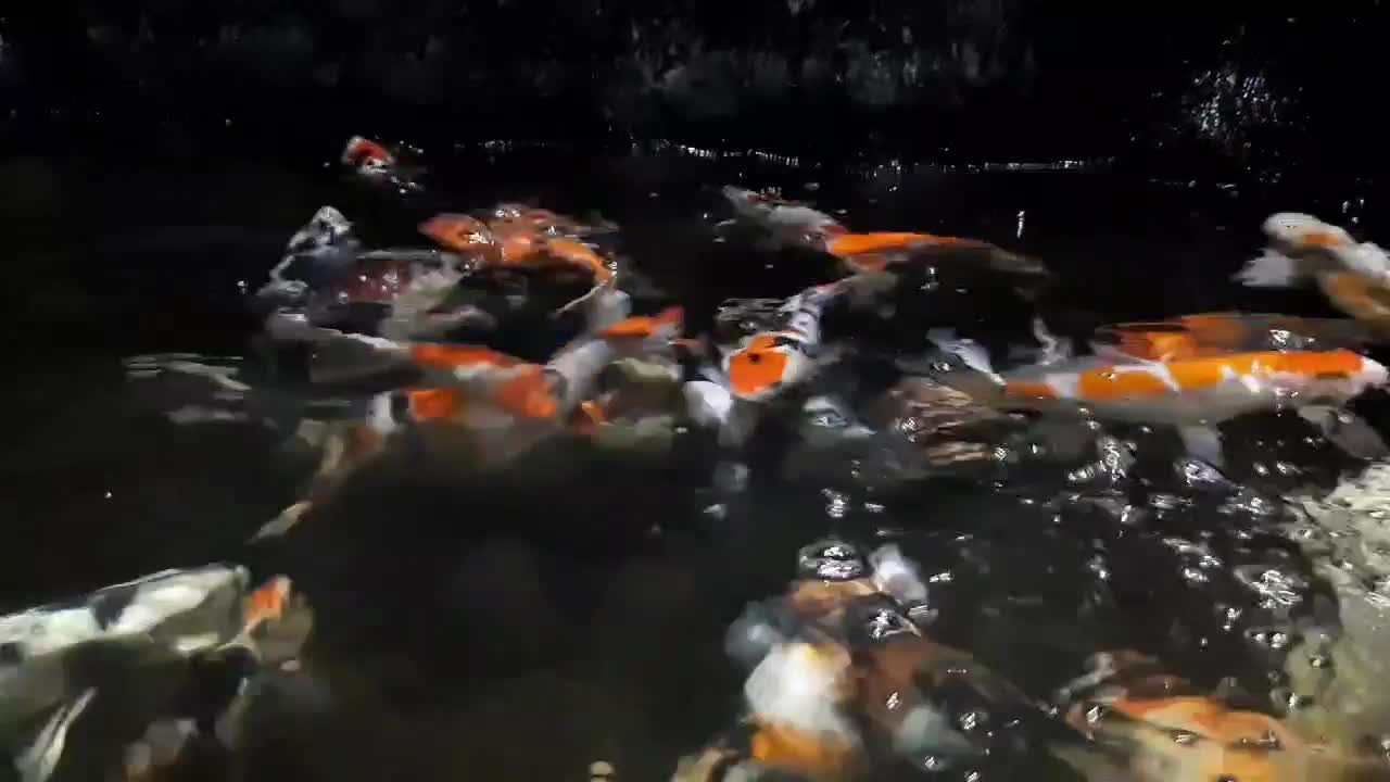 looking at beautiful koi fish