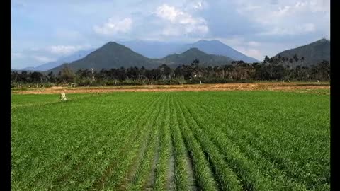 Rice-developing time-pass - 112-day development cycle in 1 moment, 10 seconds