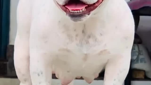 Pitbull dog 🐕 video status