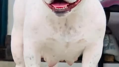 Pitbull dog 🐕 video status