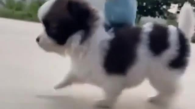 funny dog videos/ funny dog