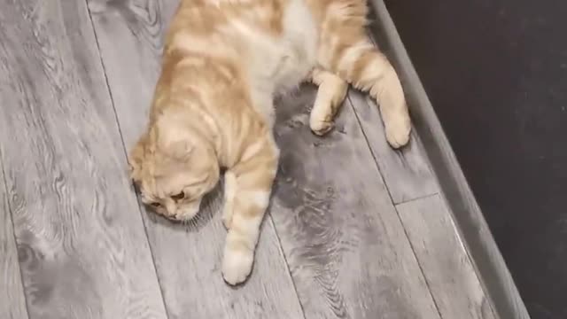 The cat loves to bask on a clean floor