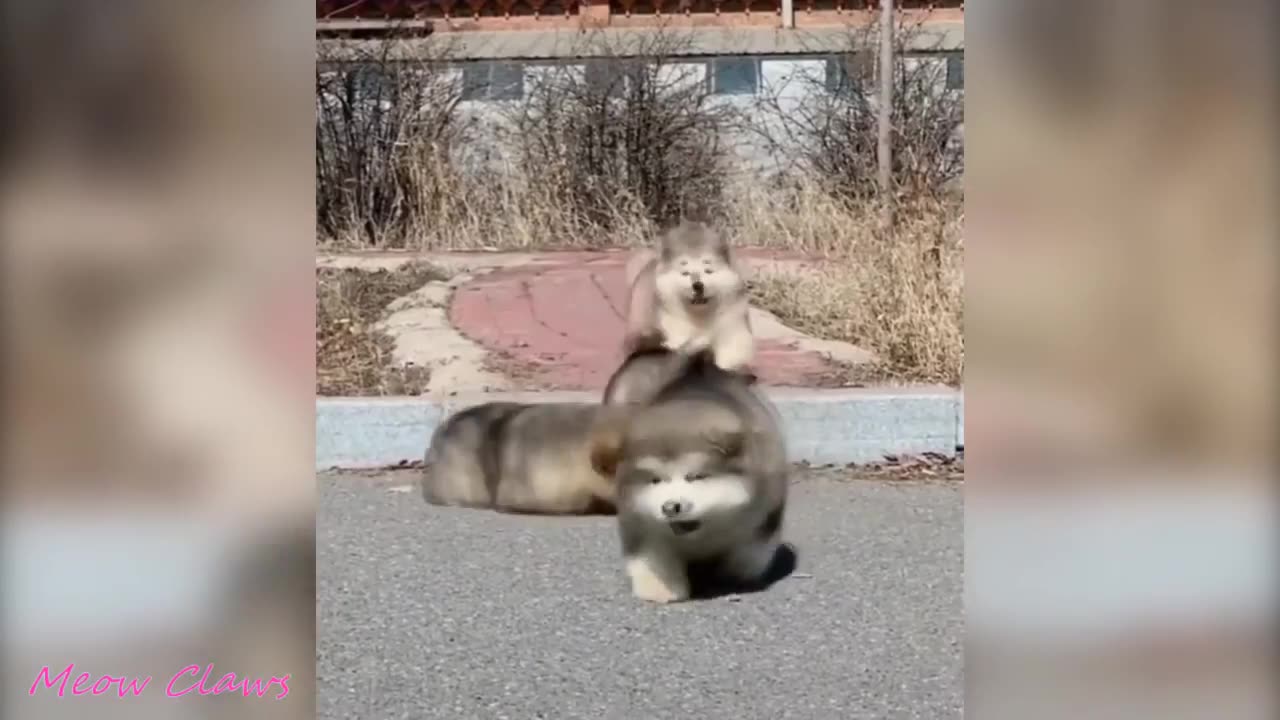 Fluffy Chubbiness Dogs