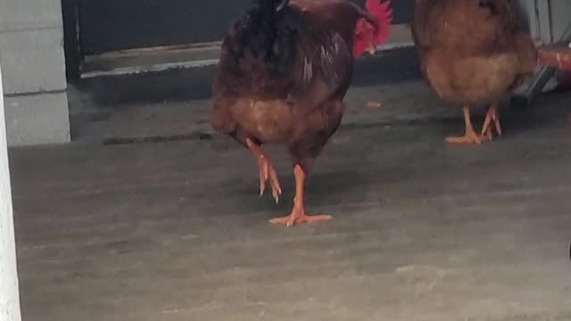 Chickens on the porch