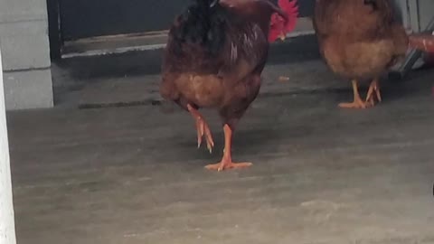 Chickens on the porch