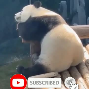 Try not to laugh😂😆 jungle pets panda cute animals🐻 🐼
