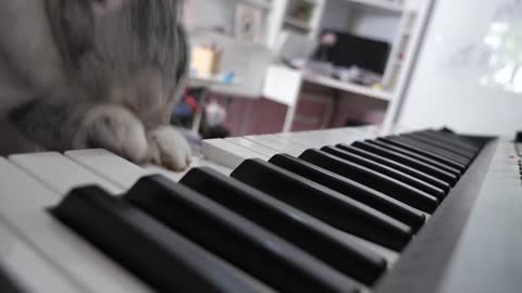 rabbit plays piano