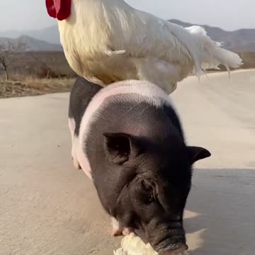 Lazy chicks is on thier friend pig 🐷