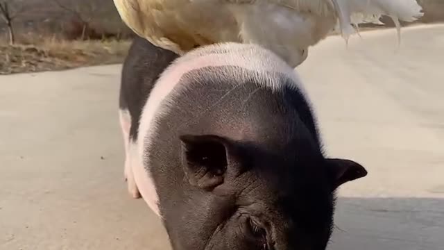 Lazy chicks is on thier friend pig 🐷