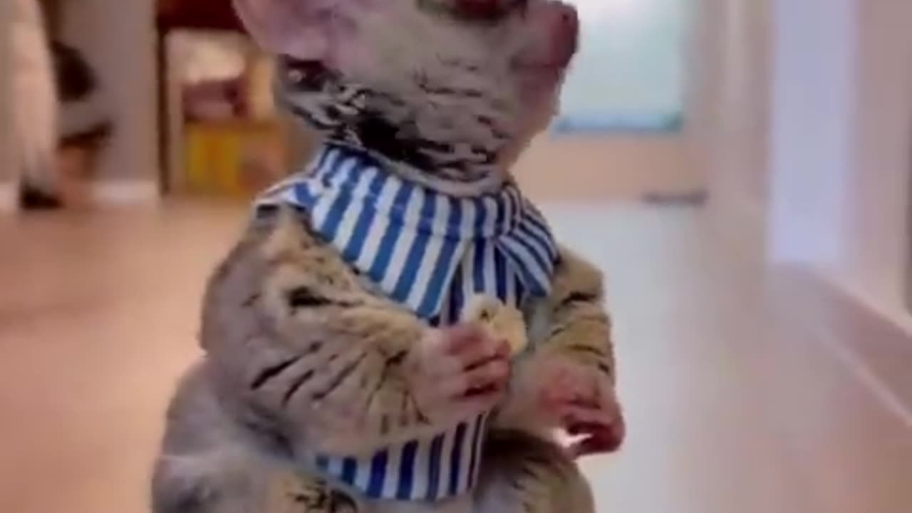 Best Funny Animal Video: Part 1