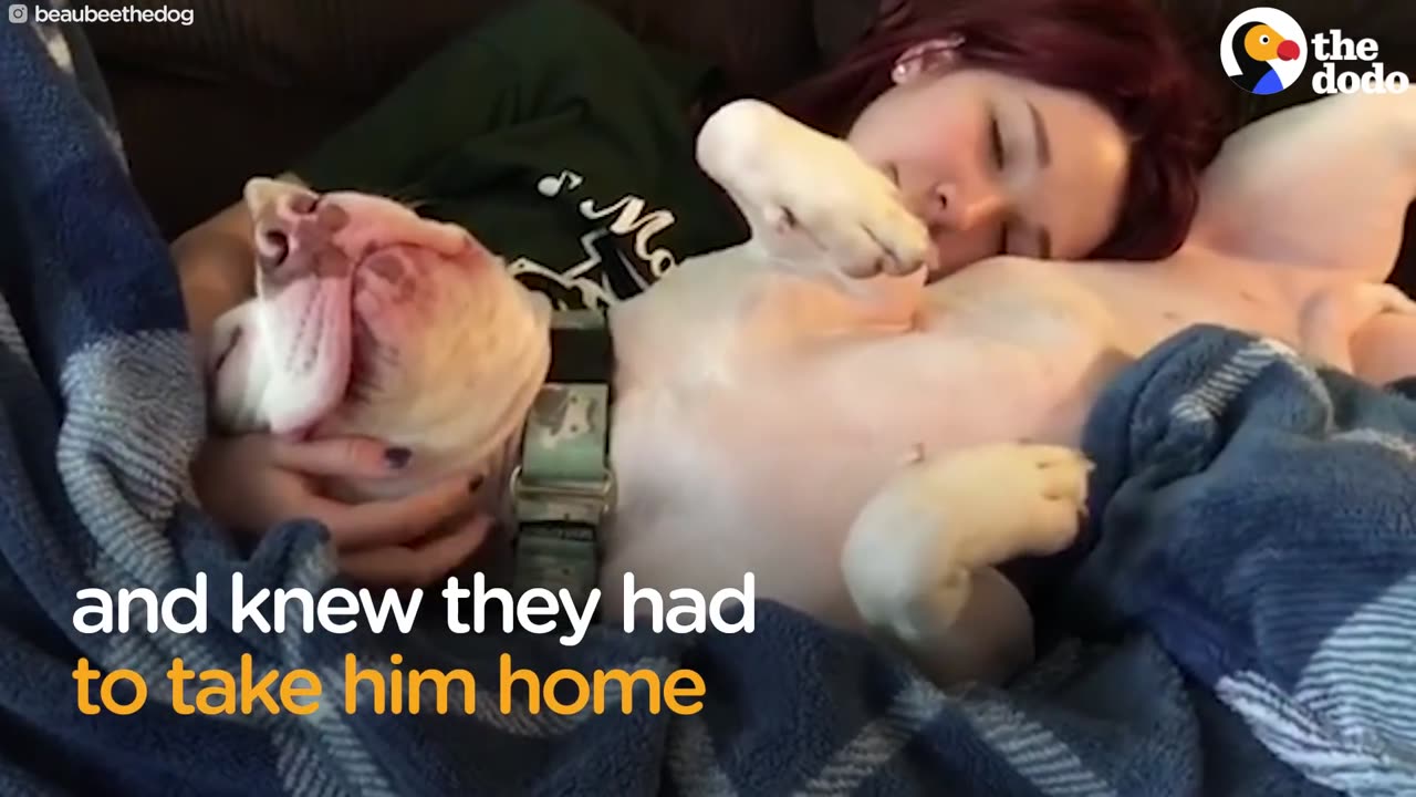 Pit Bull Can't Stop Kissing Favorite Girl | The Dodo