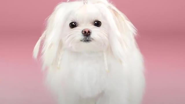 Photographer Grace Chon captures the best dog haircuts