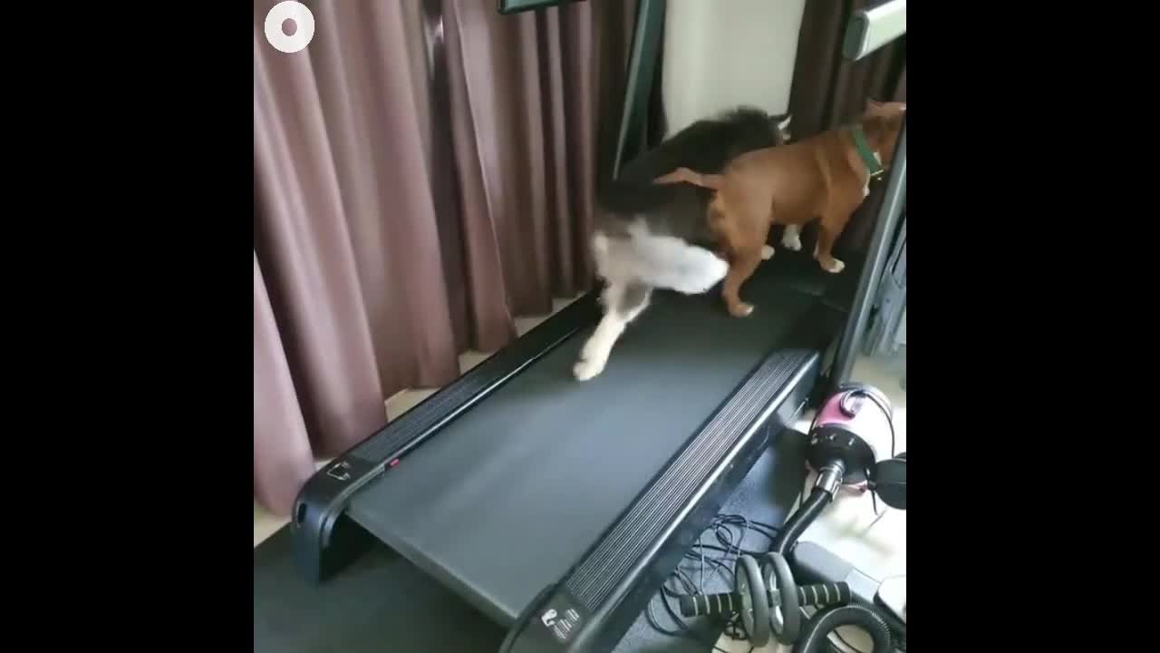 Comic dogs Running in Treadmill