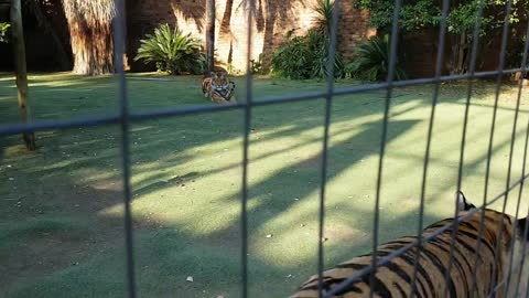 Tigers meet kittens