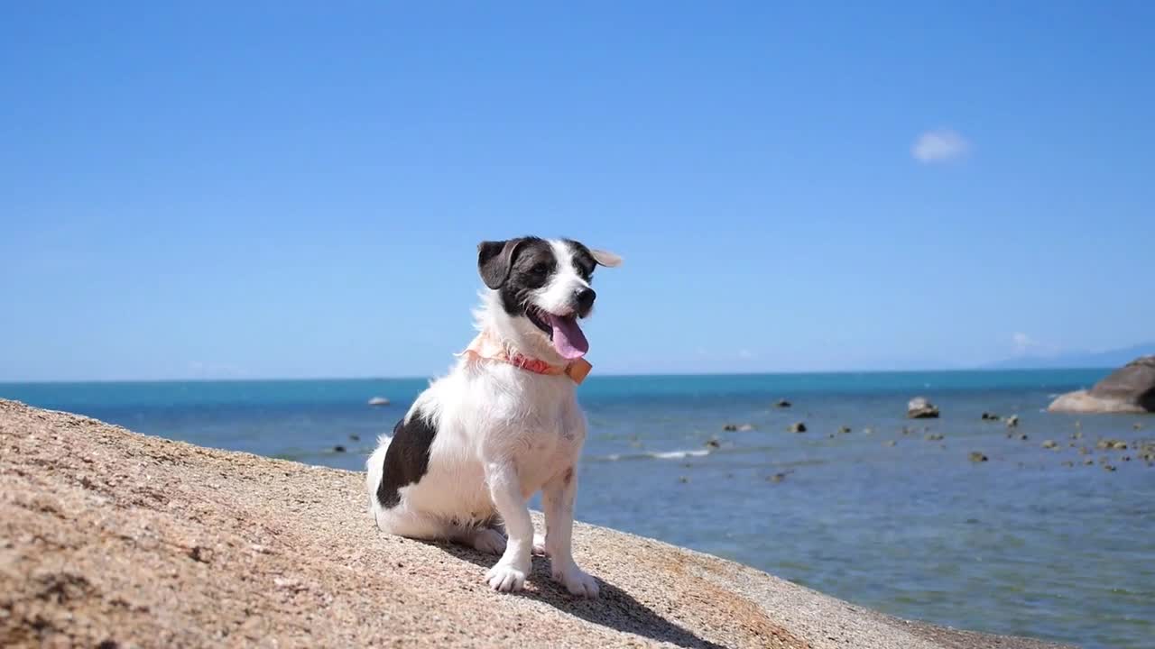 Beautiful Dog by the Sea at Beach