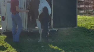 Horse loading in trailer - done willingly in 12 seconds