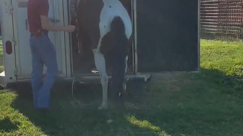 Horse loading in trailer - done willingly in 12 seconds