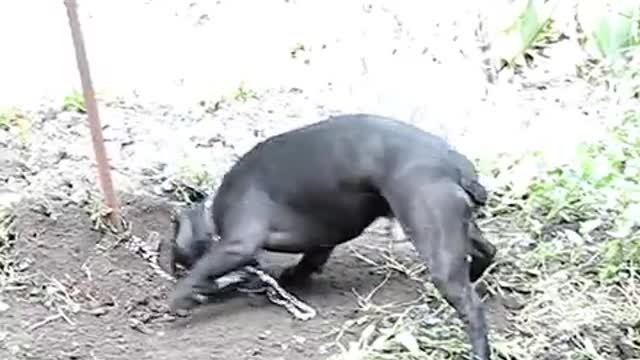 Чара на даче