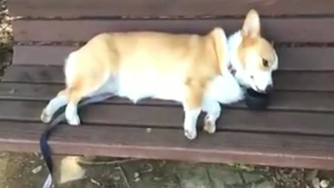 Corgi lie down and drink water to be comfortable