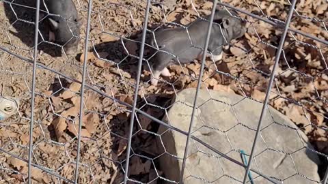 3 Little Piglets Playing