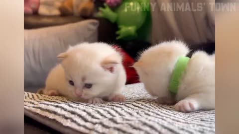 Funniest Animals Cats and Dogs